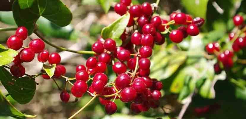 DETOX DESPUES DEL VERANO